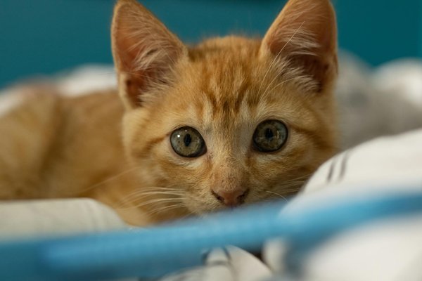 Discover key tips for uk pet owners: how your nature reserve walks impact local wildlife