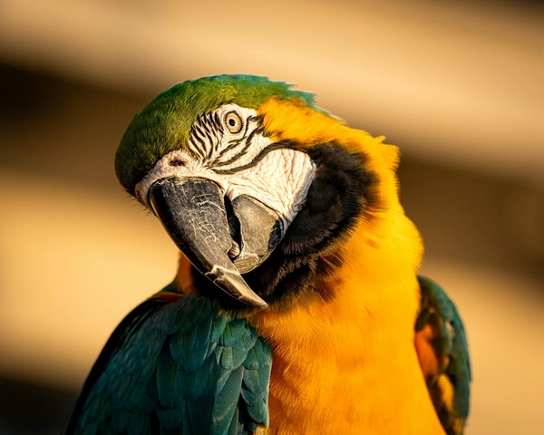 Ultimate CPR Guide for Choking Dachshunds: A Pet Owner's Step-by-Step Lifesaving Manual