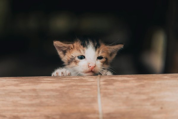 Top Garden Plants to Entice and Support British Peacock Butterflies