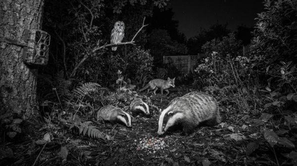 Top-Rated Wildlife Cameras for Capturing Nocturnal Animals in Your UK Garden: The Ultimate Guide